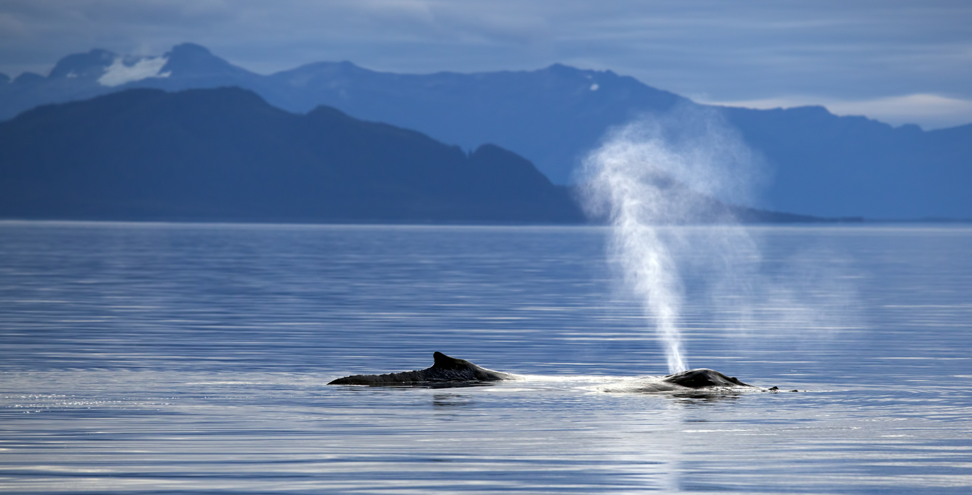 Sailing is Good for Your Mental Health?